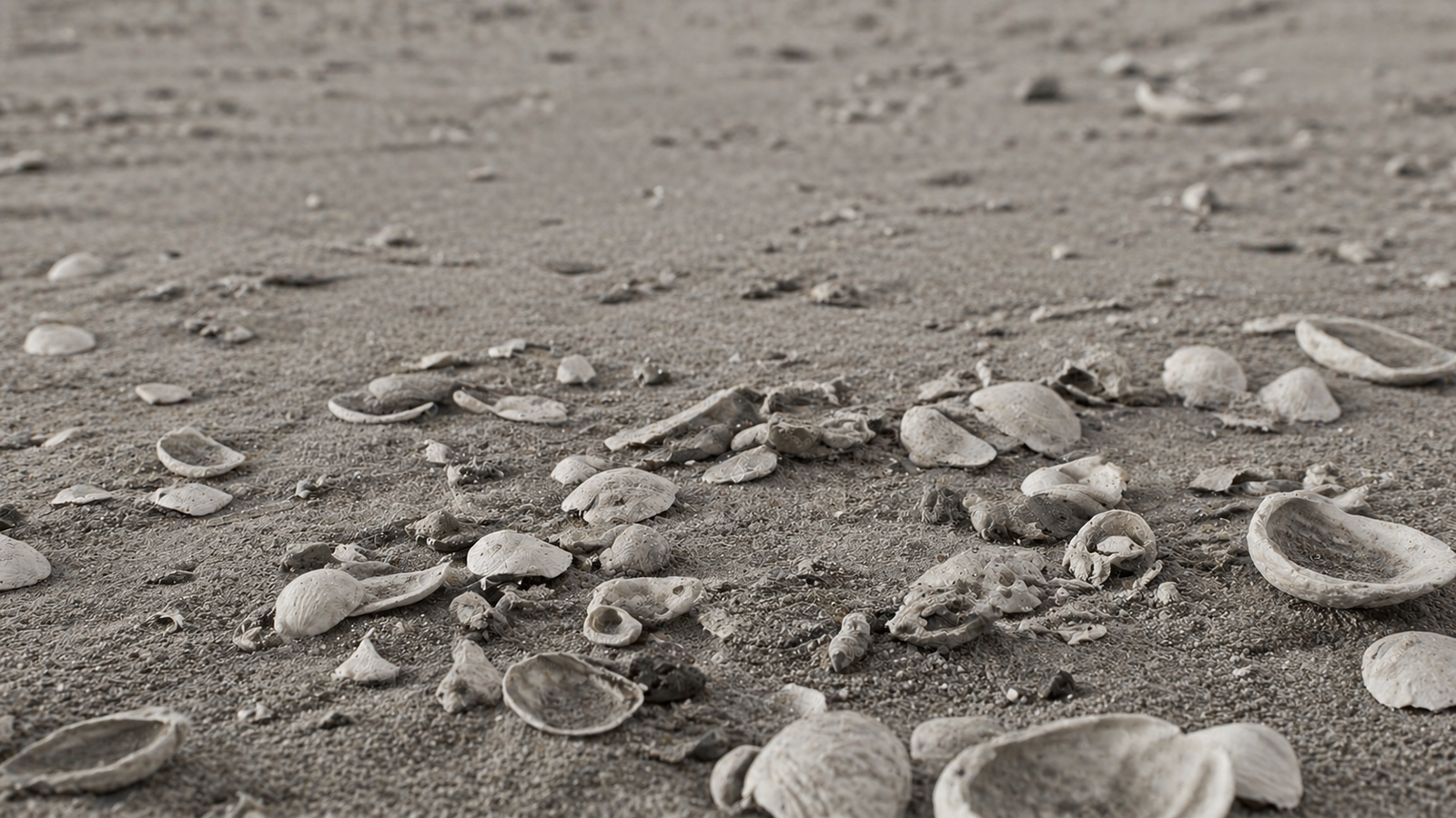 Cementerio de conchas